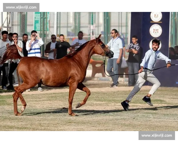 极速风驰:阿拉伯马赛场上精彩奔腾瞬间全记录 极速风驰:阿拉伯马赛场上精彩奔腾瞬间全记录